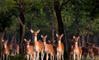 Herten Sunderbans Bangladesh