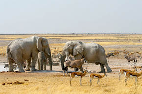 Rondreis Namibië, Botswana en de Victoriawatervallen, 21 dagen hotel/lodge of kampeerreis